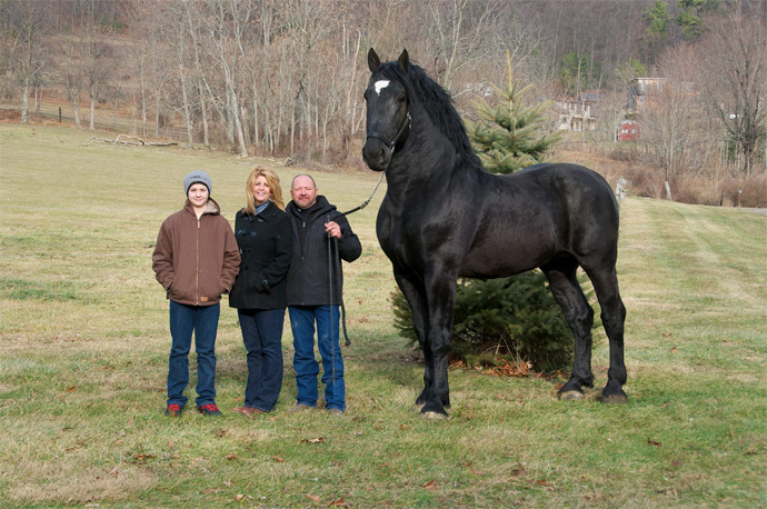 Ten koń to przedstawiciel rasy Perszeron - inteligentny, pracowity i gigantyczny!