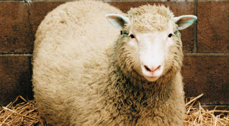 Owieczka Dolly urodziła się w 1996 roku i była pierwszy sklonowanym ssakiem. To zdecydowanie najbardziej znana przedstawicielka swojego gatunku
