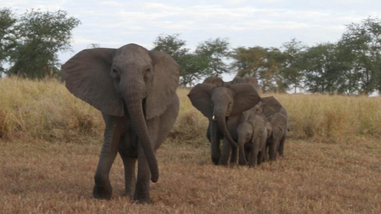 Słonie mają ogromne uszy, ale słabo słyszą. Za to, jako jedyne zwierzęta lądowe - potrafią płakać
