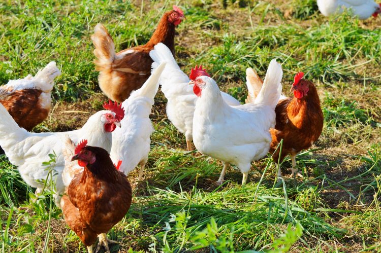 Kurczak w diecie to doskonały pomysł dla całej rodziny - zdrowe źródło pełnowartościowego białka