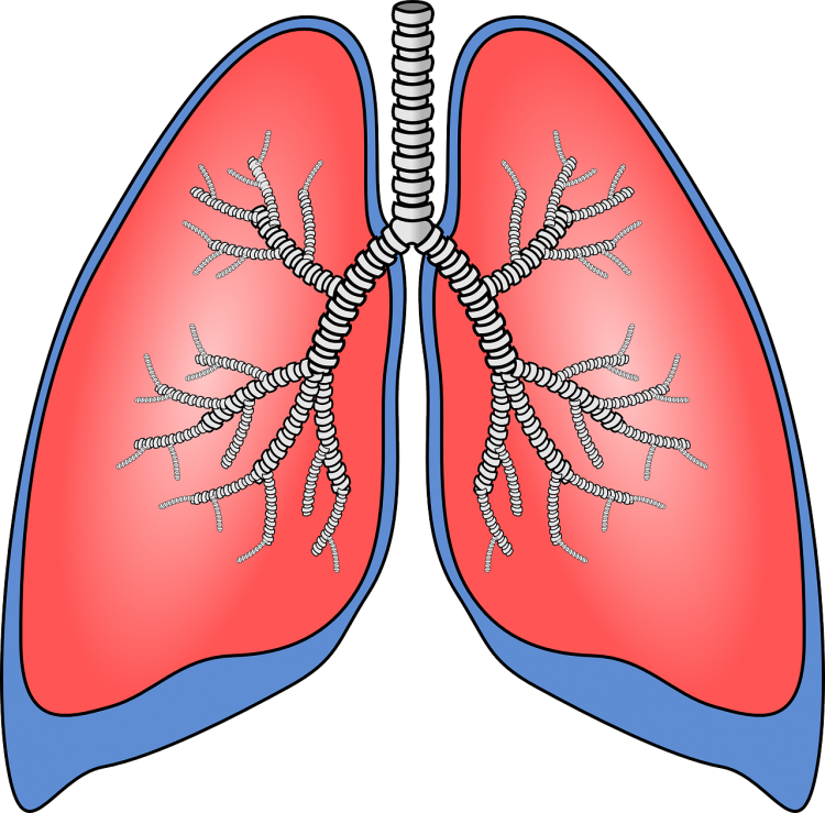 Górne drogi oddechowe często padają ofiarą wirusów, które powodują kaszel i problemy z odkrztuszniem